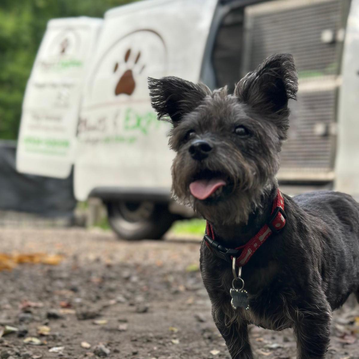 Paws & Explore